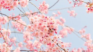 spring.webp