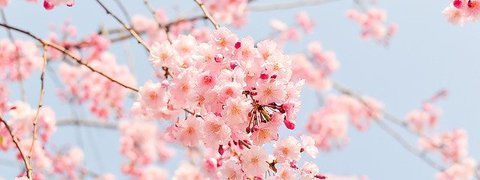 spring.webp